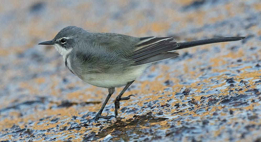 Cape Wagtail
